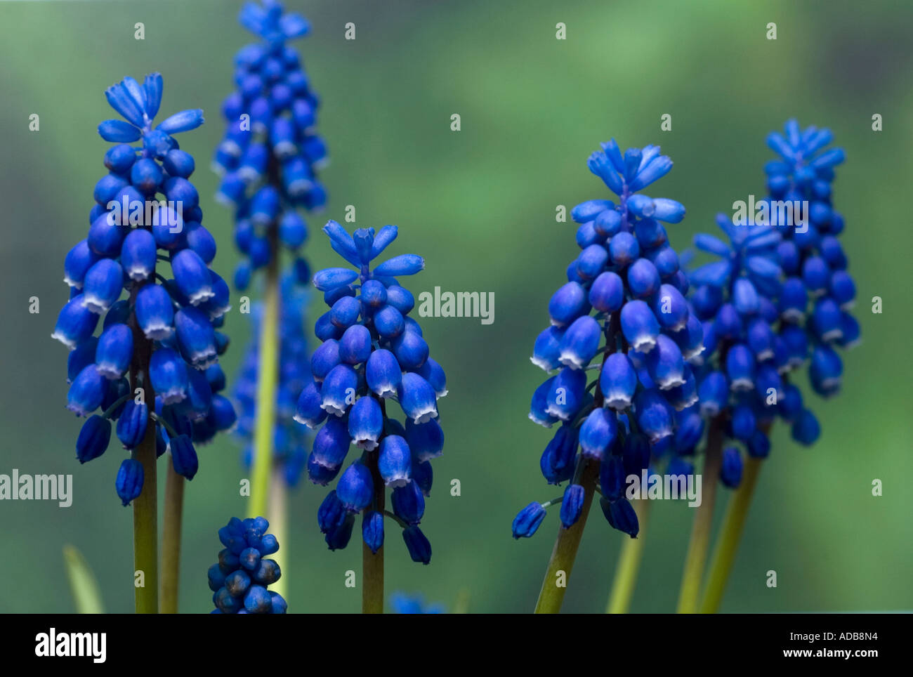 La floraison de printemps Muscaris bleus - paysage Banque D'Images