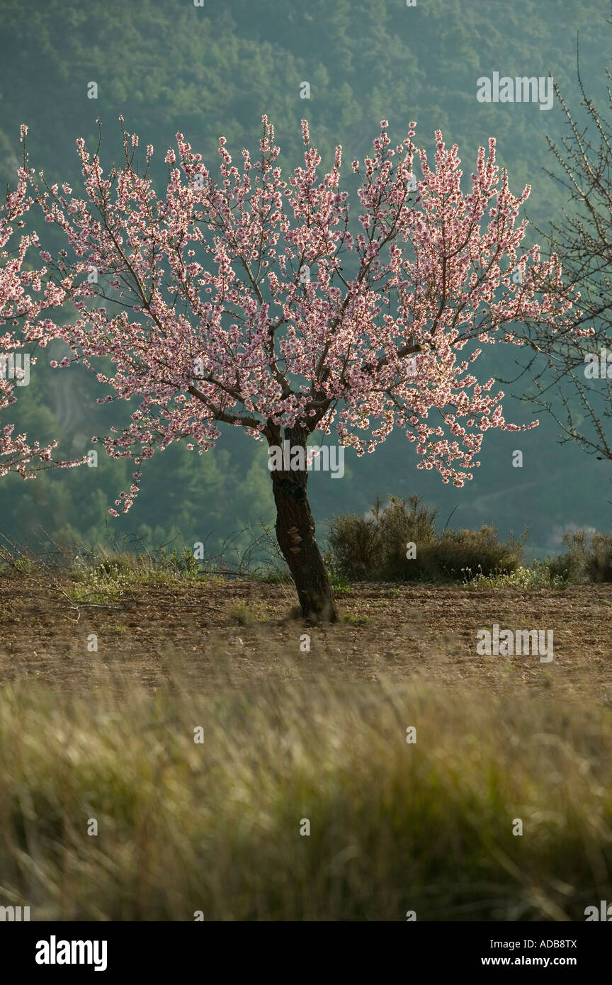 Amandier en fleurs Banque D'Images