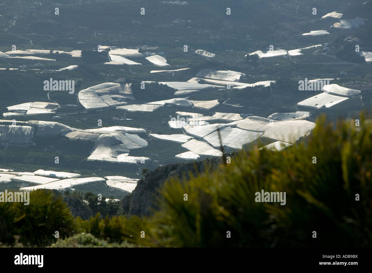 La production intensive de fruits, Costa Blanca, Espagne Banque D'Images