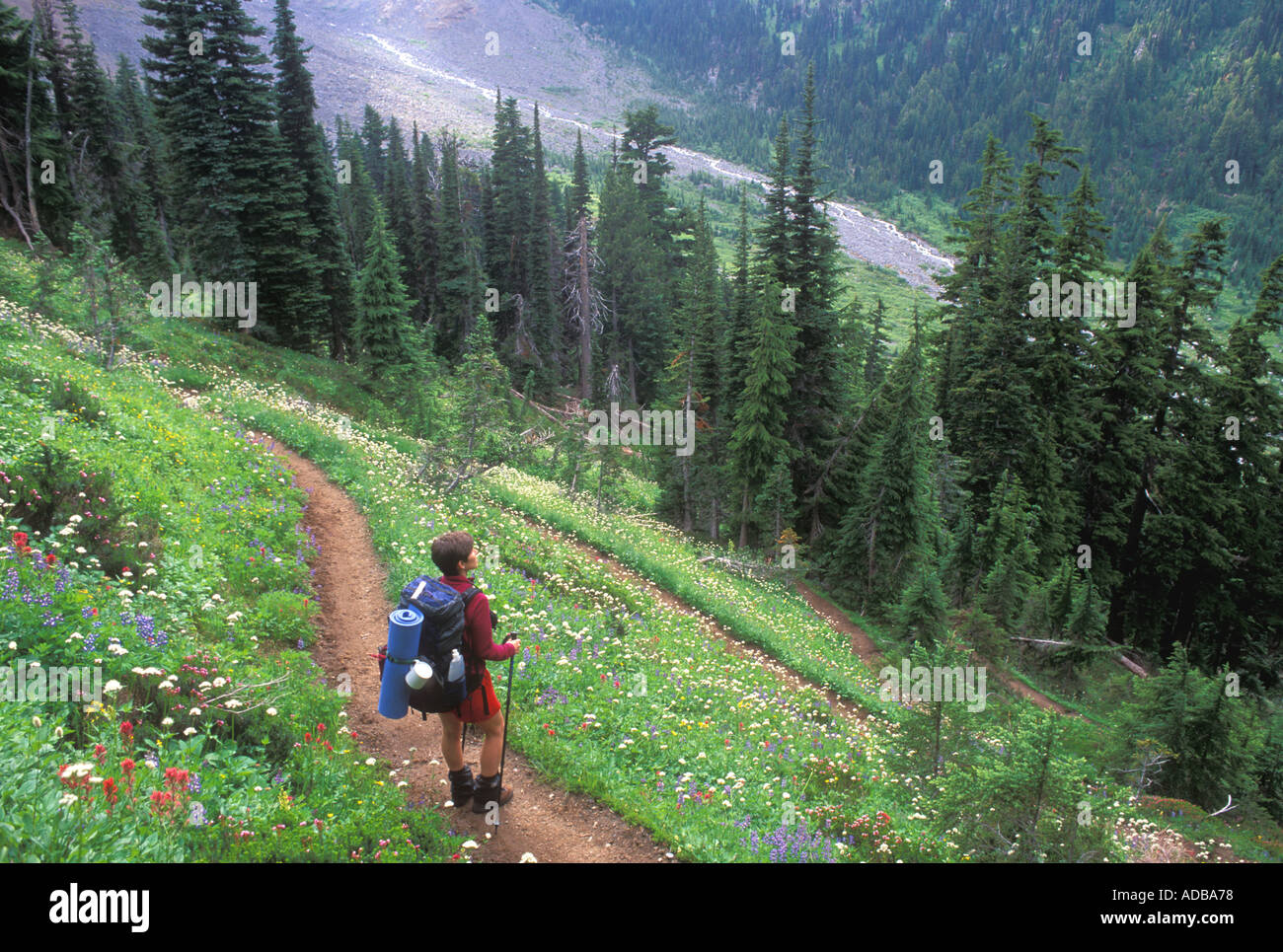 Randonneur sur le sentier en lacet sur Wonderland Mt Rainier National Park WA Banque D'Images