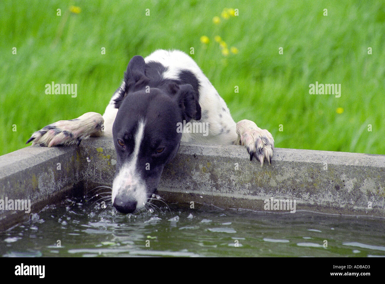 Chien sur pattes de l'eau potable provenant de bovins à travers Banque D'Images