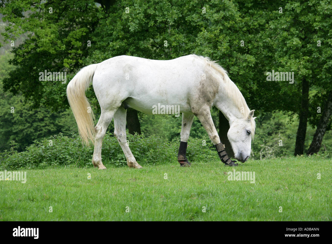 Cheval blanc avec des leggings paître dans un champ. Banque D'Images