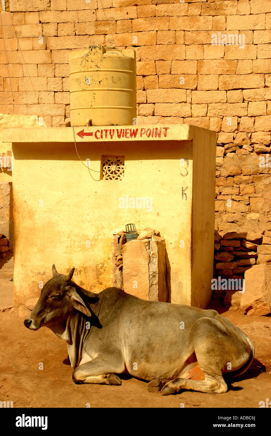 Vache dans les rues de Jaislamer Rajasthan Banque D'Images