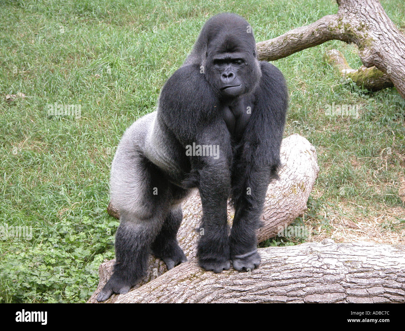 Retour d'argent au gorille Port Lympne Wild Animal Park Banque D'Images