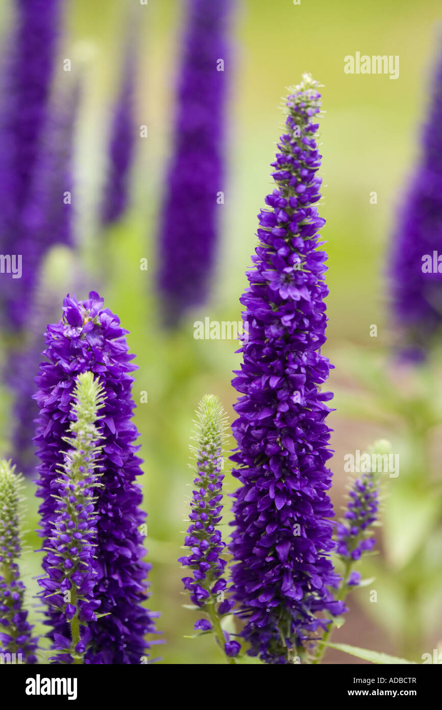 Veronica, 'Royal Candles', fleurs Banque D'Images