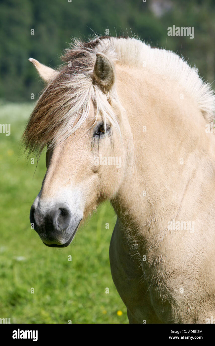 Poney Fjord norvégien Briksdal près de Stryn Sogn og Fjordane Norvège Banque D'Images