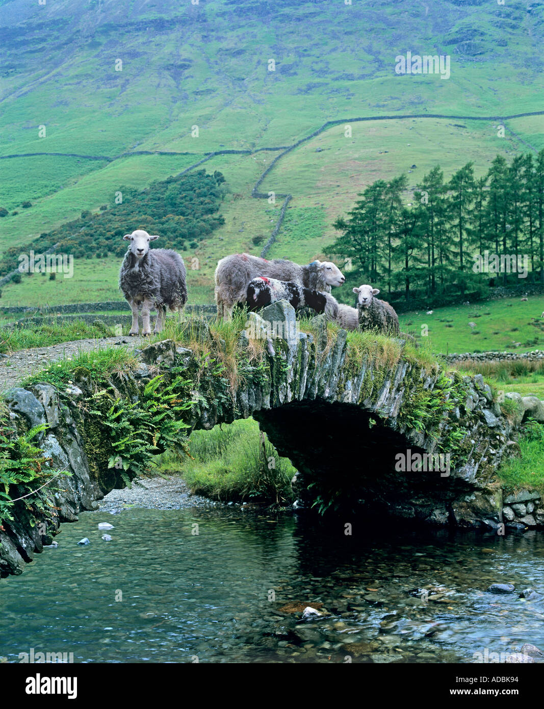 Moutons Herdwick sur un pont au-dessus de packhorse Mosedale Beck près de Wasdale Head dans le Lake District, Cumbria. Banque D'Images