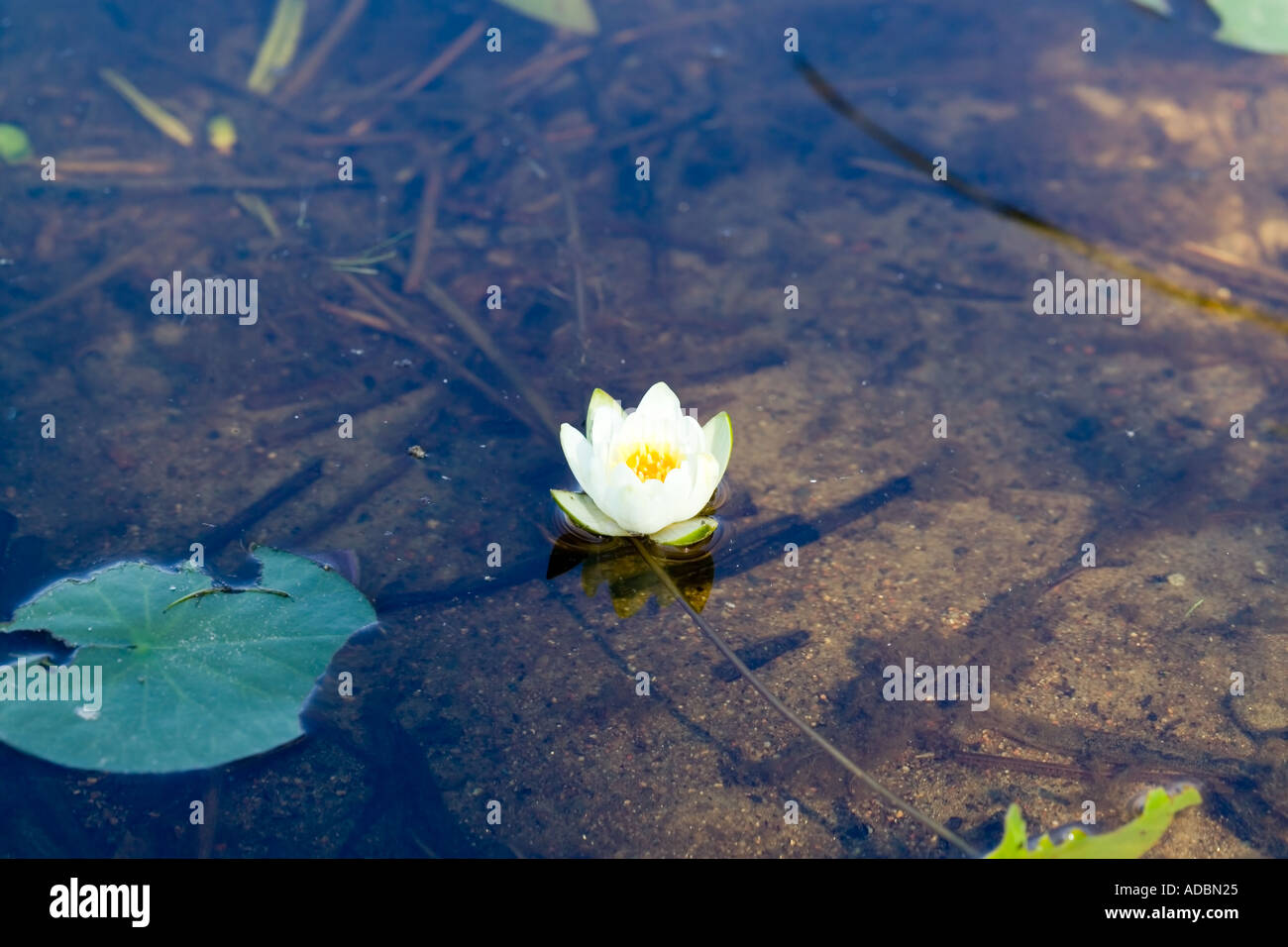 Nymphaea alba candida water lily en eau peu profonde Banque D'Images