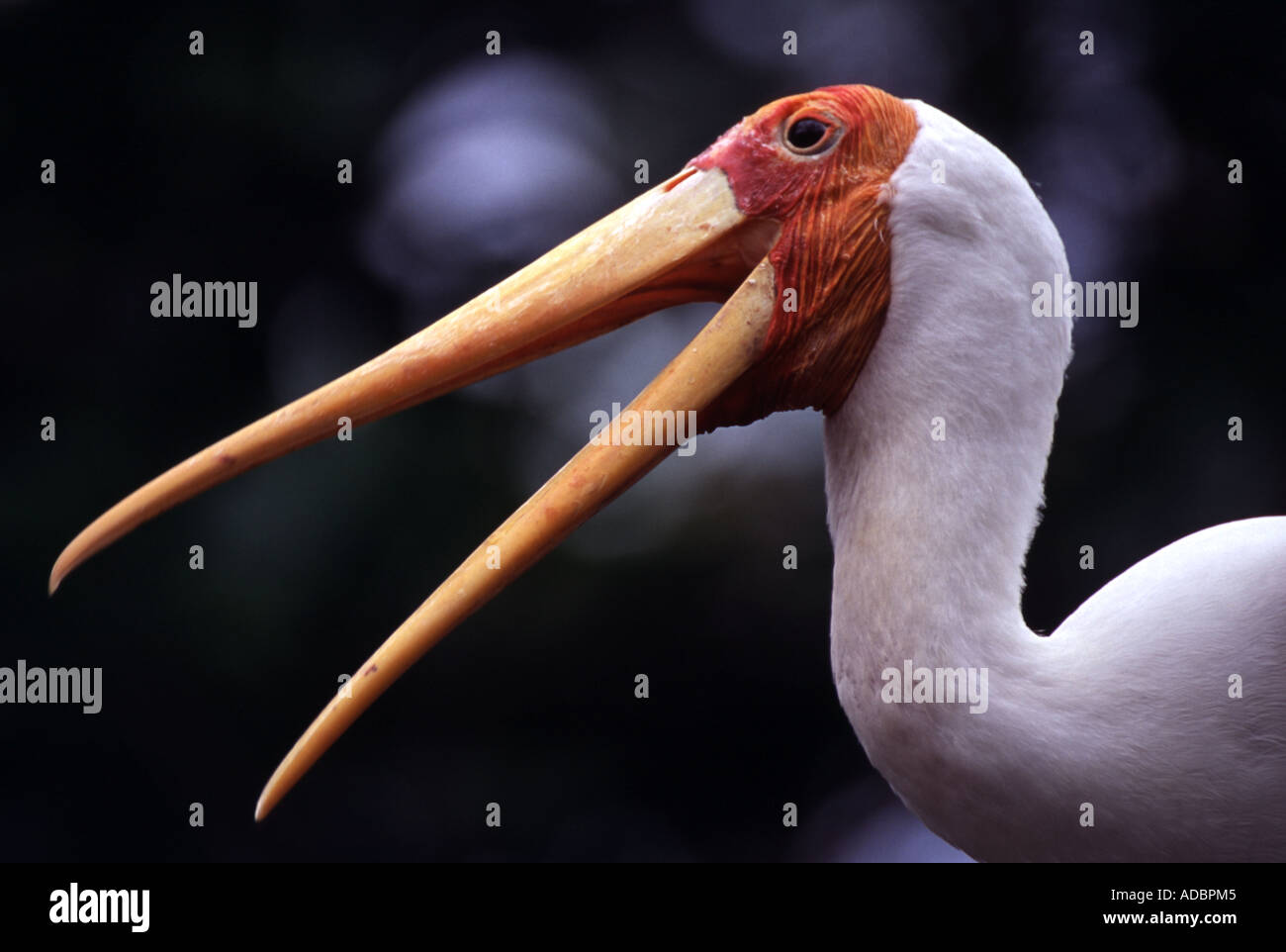 Ou laiteuse Mycteria leucocephala peint (stork) Banque D'Images