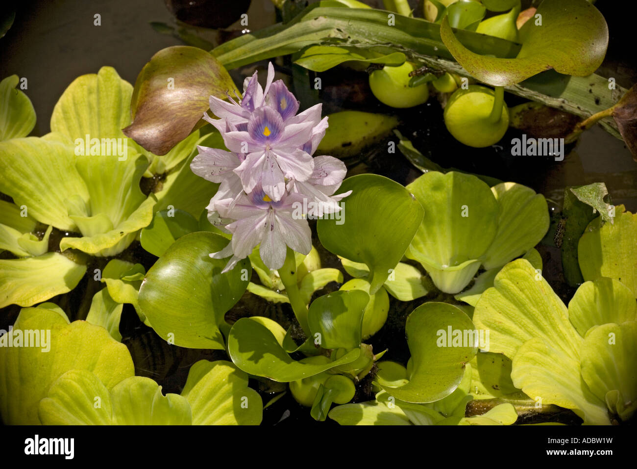 La jacinthe d'eau plante aquatique envahissante du Brésil naturalisé dans  les régions plus chaudes du monde Eichhornia crassipes Photo Stock - Alamy