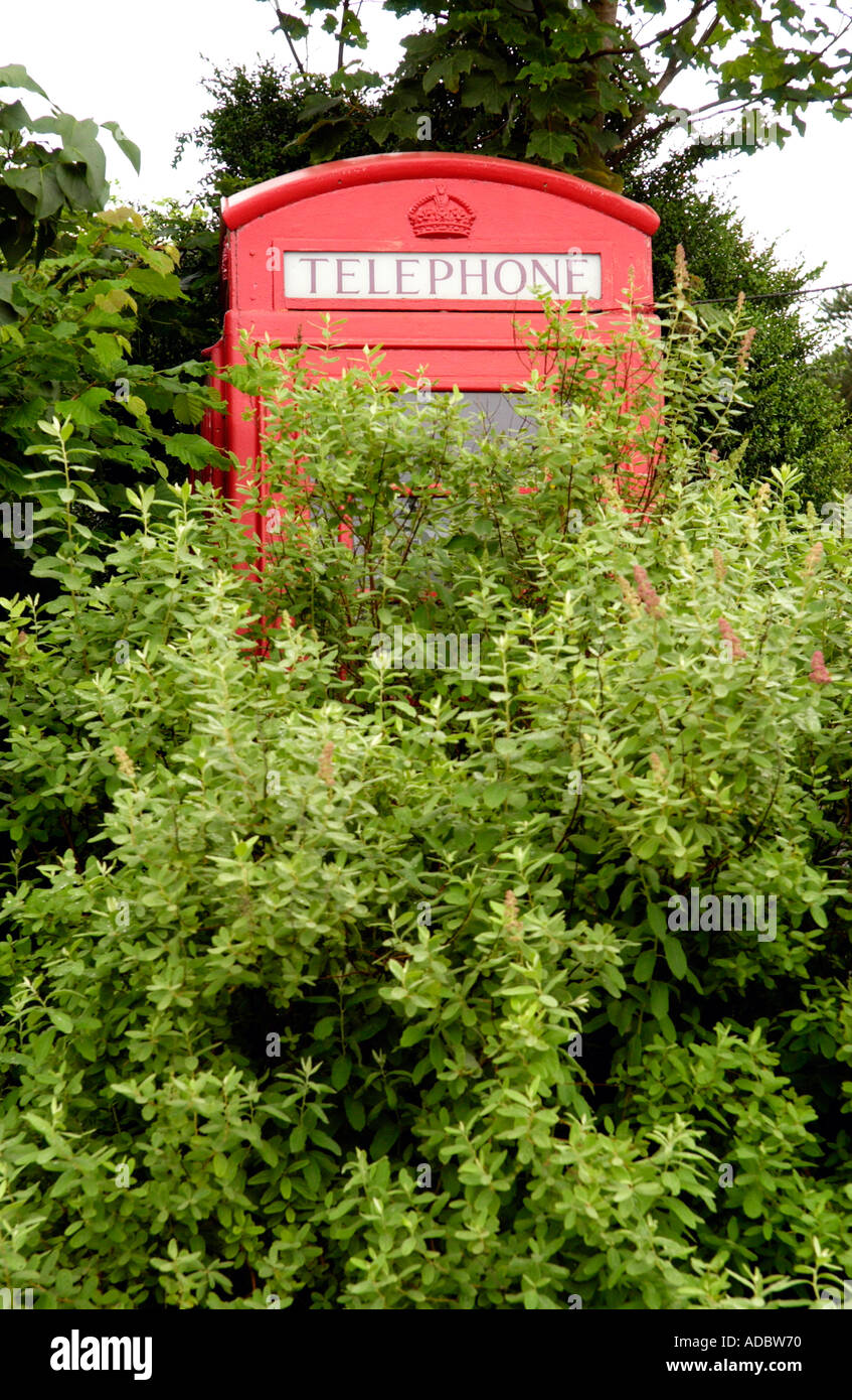 Peu utilisé et envahi par la BT red phone box à Cefngorwydd près de Llanwrtyd Wells Powys Pays de Galles UK Banque D'Images
