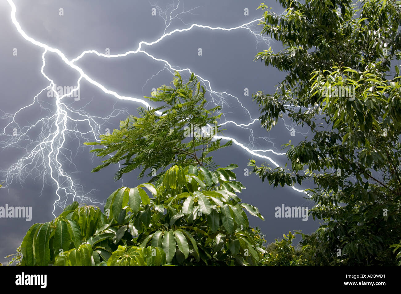 Le feuillage de jungle tropicale en Amérique du Sud avec foudre et ciel orageux Banque D'Images
