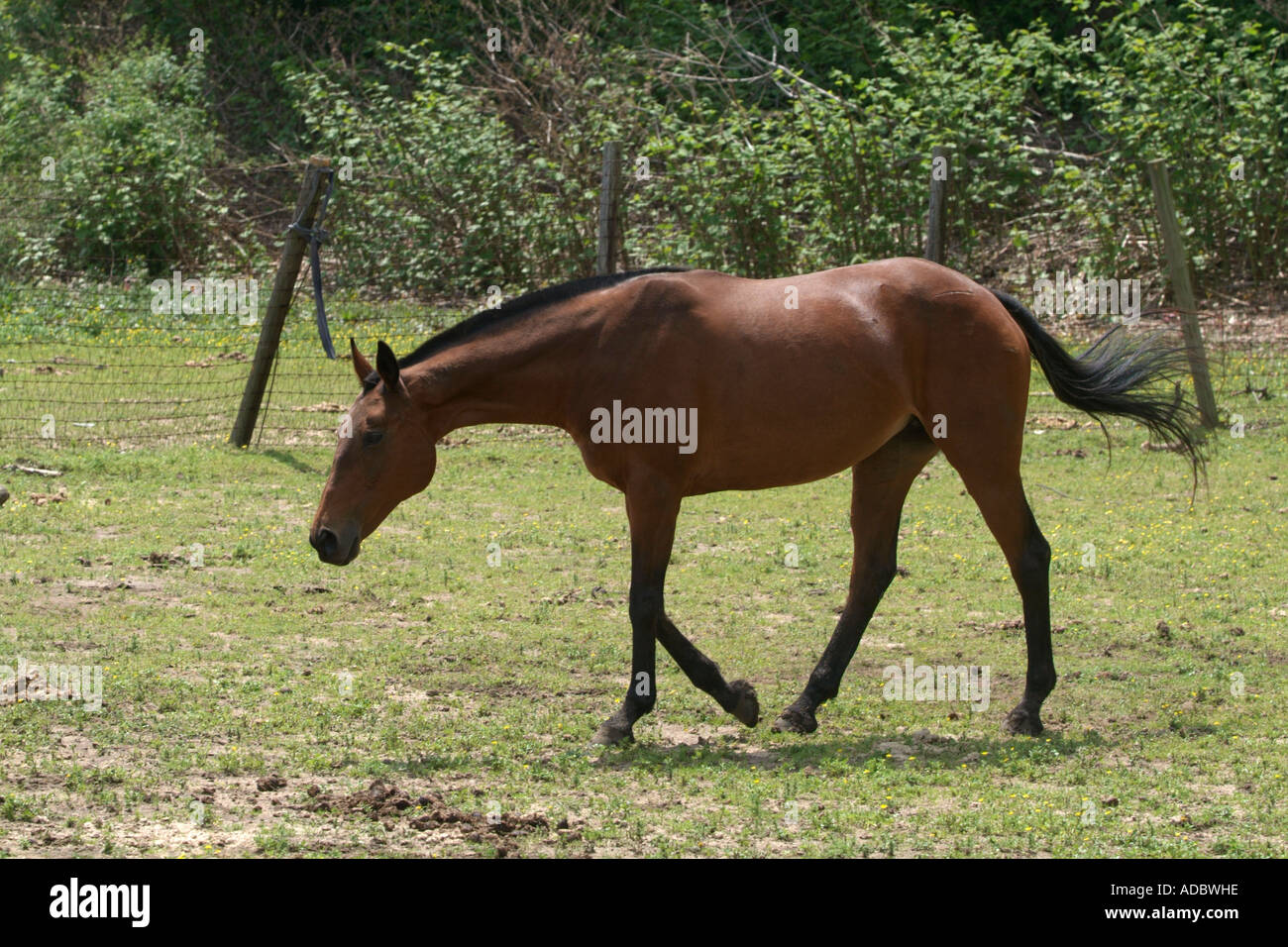 Un cheval marche à travers un champ dans le Connecticut New England Banque D'Images