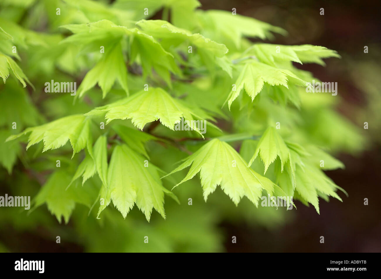 Acer japonicum Aureum Acer d'or japonais montrant les feuilles de printemps Banque D'Images