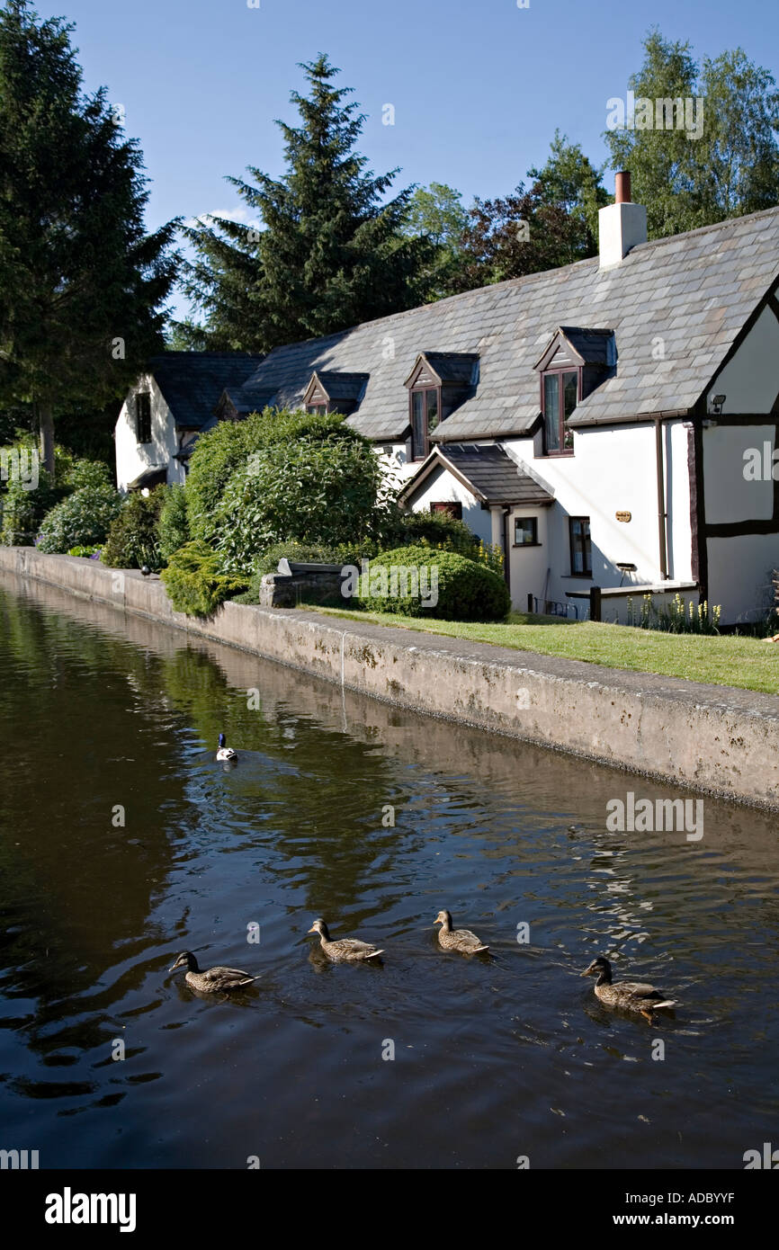 Canards sur Llangollen Canal à Llangollen avec cottage peint en blanc au Pays de Galles UK Banque D'Images