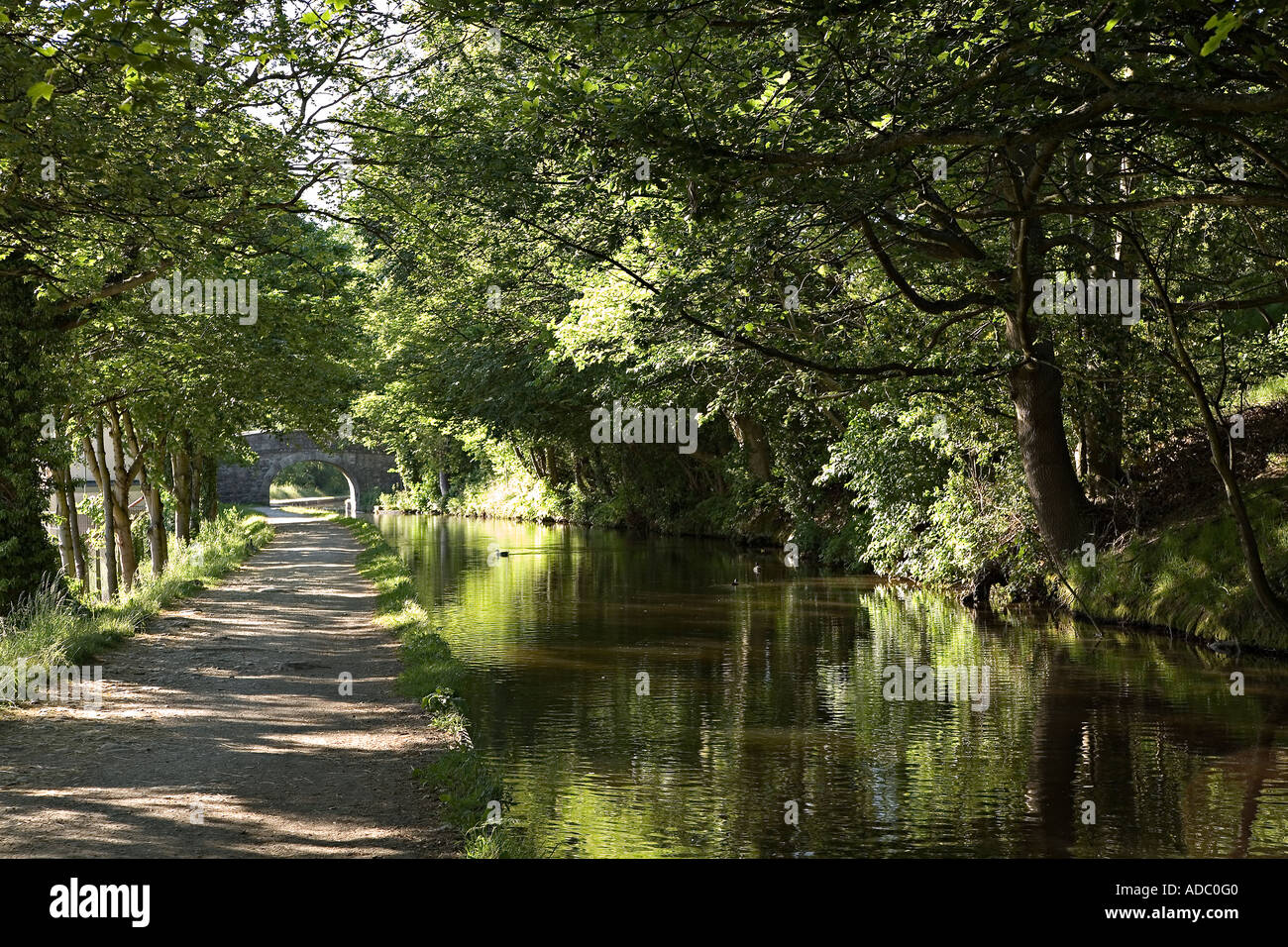 Canards sur Llangollen Canal à Llangollen avec pont de Galles UK Banque D'Images