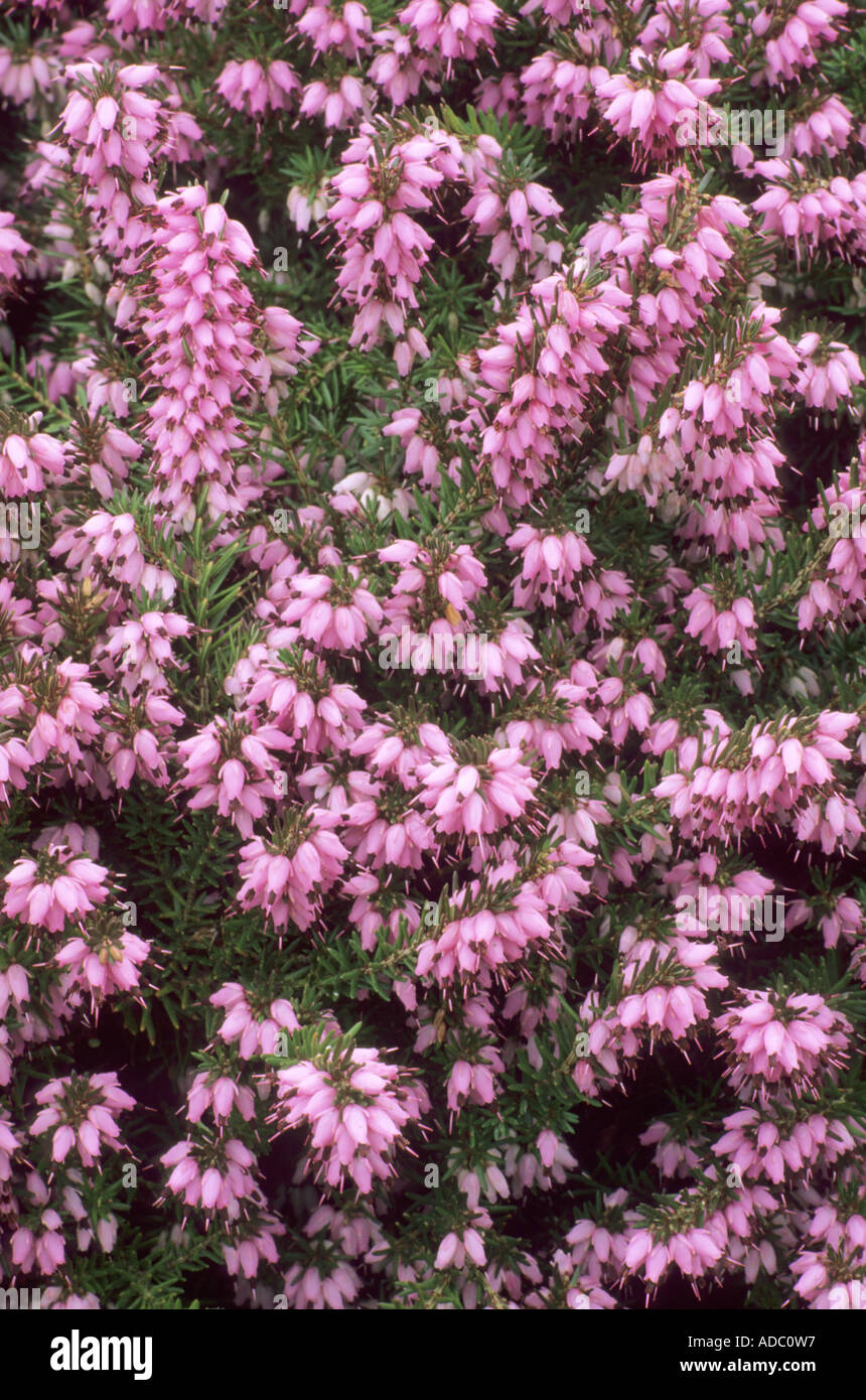 Erica x darleyensis 'Ghost Hills', Heather, jardin plante, plantes fleurs fleur violet chiné, bruyères, ericas Banque D'Images