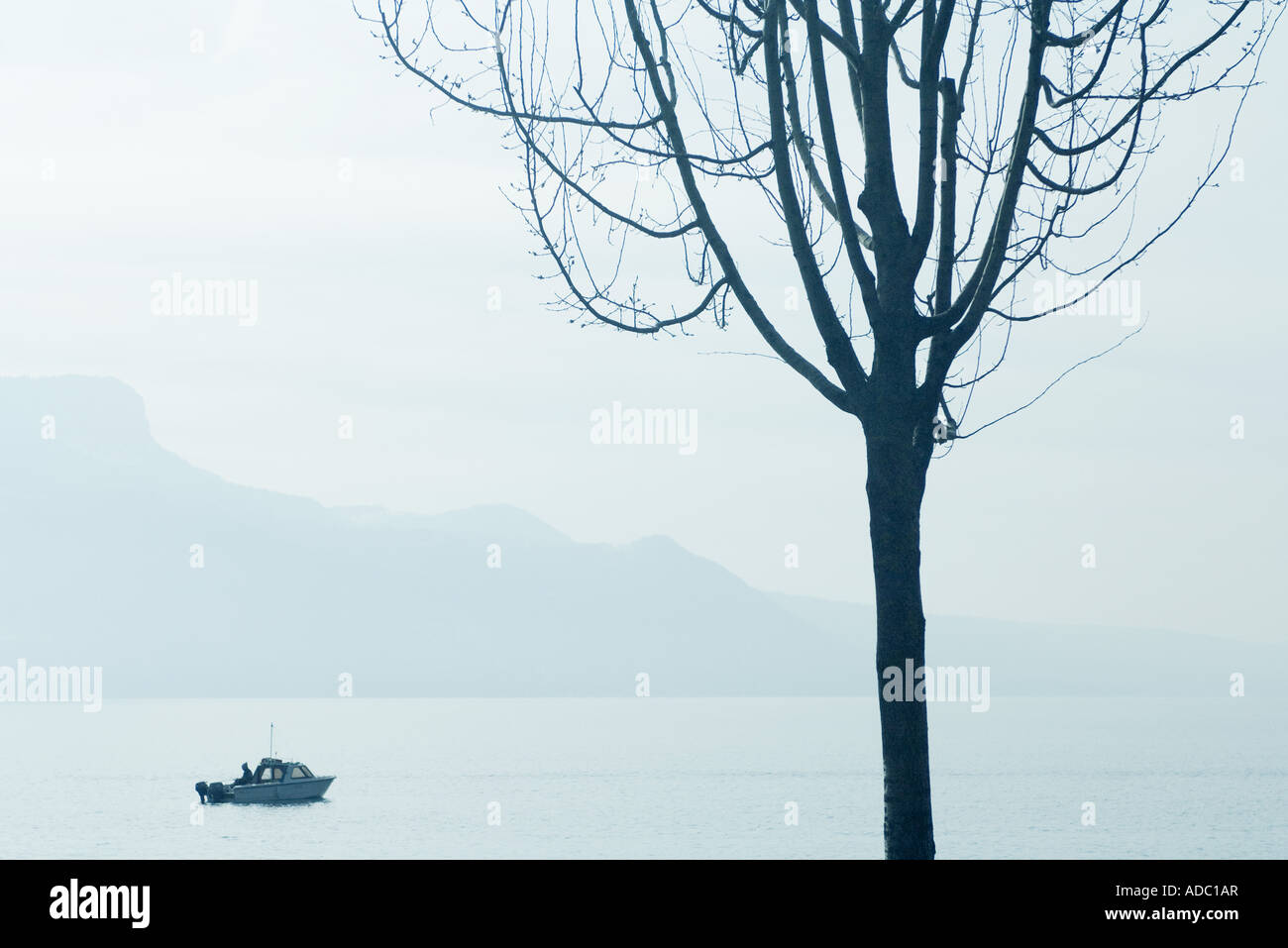 La Suisse, en bateau sur le lac de Genève, l'arbre en premier plan Banque D'Images