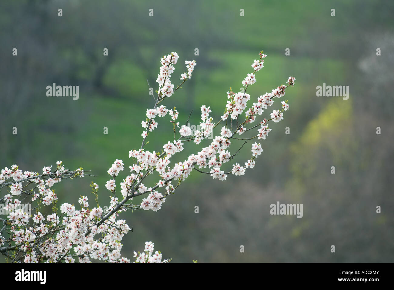 Arbre fruitier en fleurs Banque D'Images