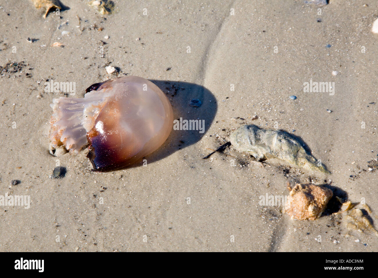 Les méduses morts échoués sur la berge de la rivière Tolomato près de St Augustine, Floride Banque D'Images