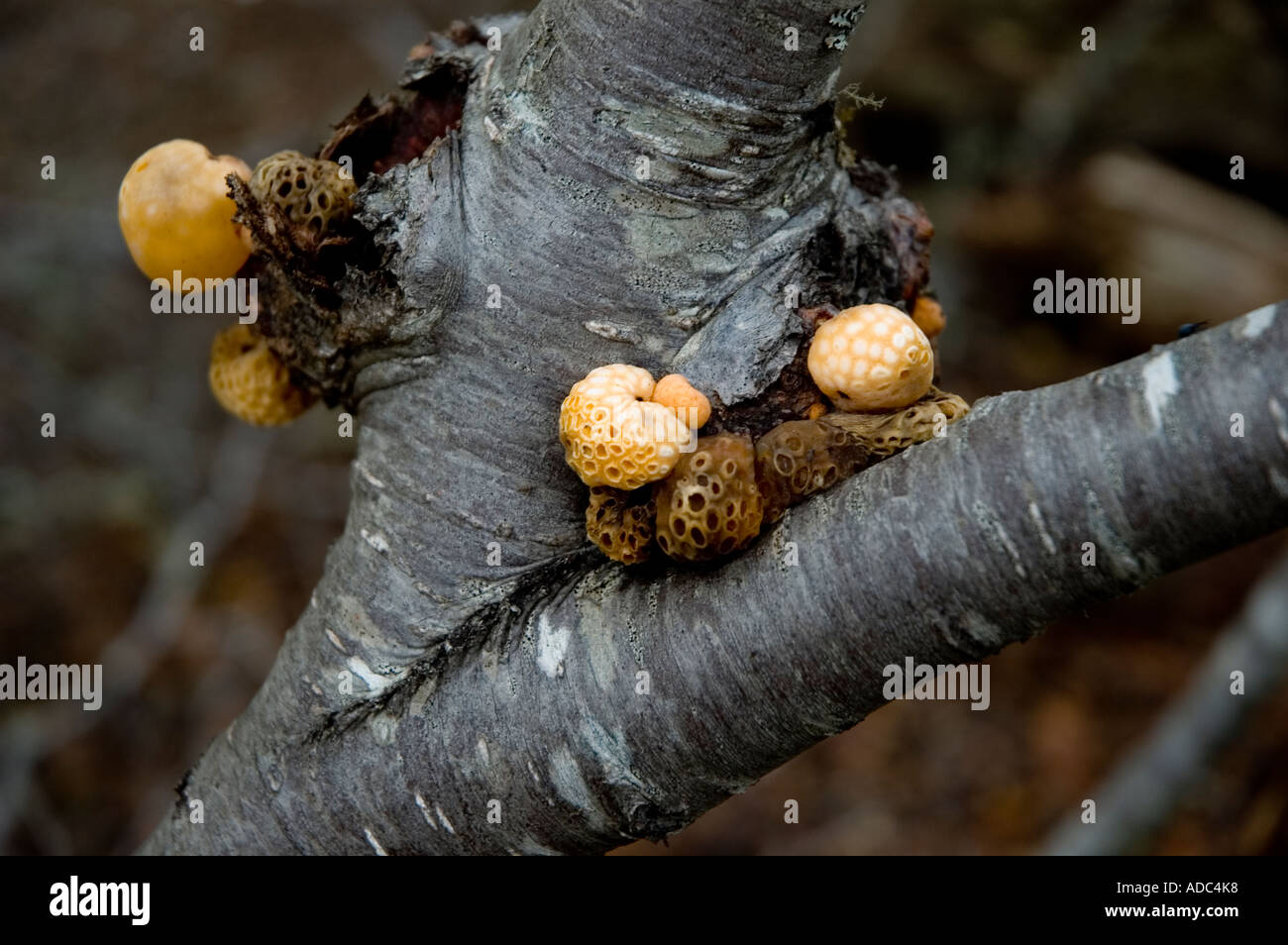 Pan de champignon, Indio (Cyttaria darwinii), Parc National Terre de Feu, Argentine Banque D'Images