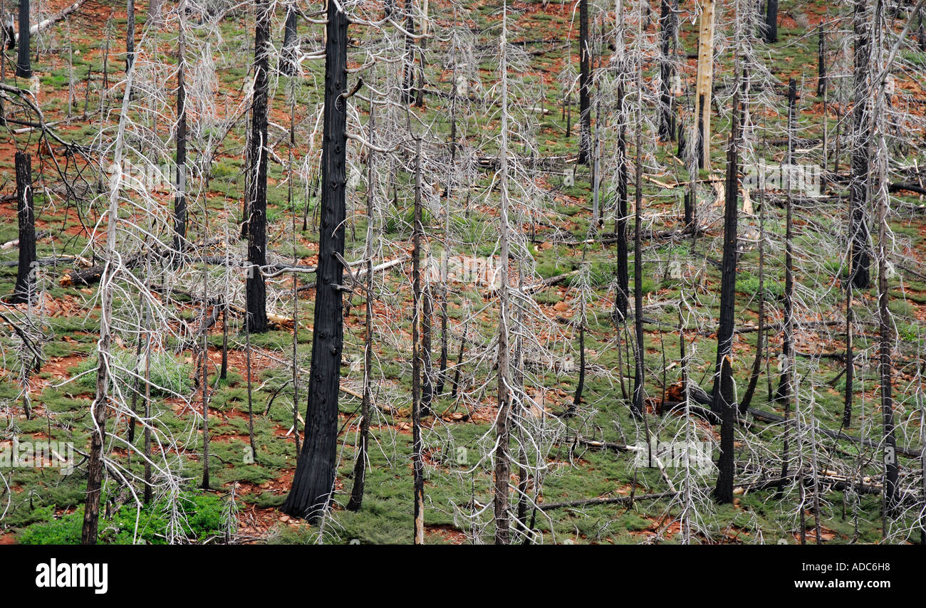 'Arbres brûlés à partir de "torrie fire ^2000', Plumas Comté' Banque D'Images
