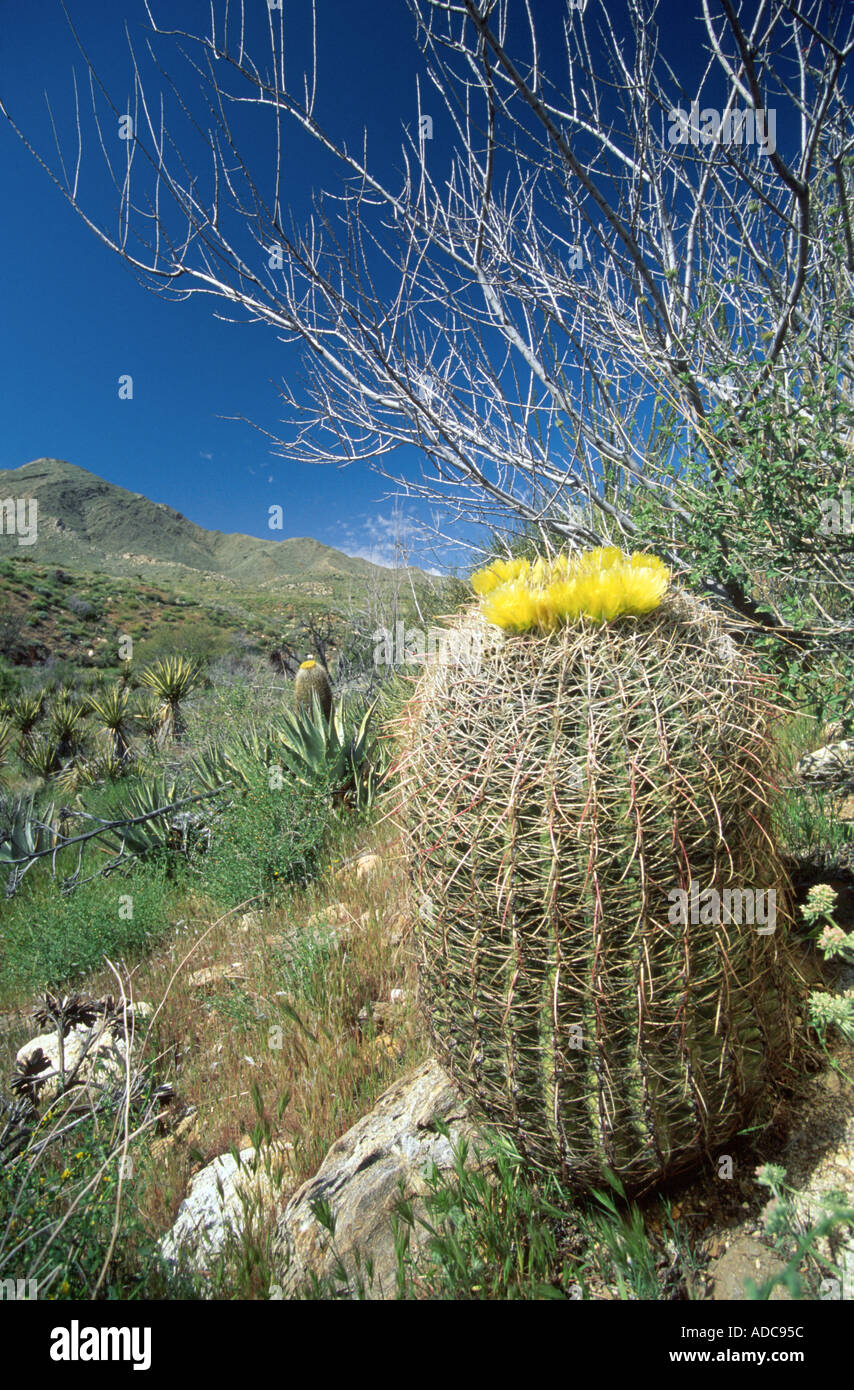 Le baril en fleurs cactus Anza Borrego Desert State Park Californie IMAGE SIMILAIRE ADC959 Banque D'Images