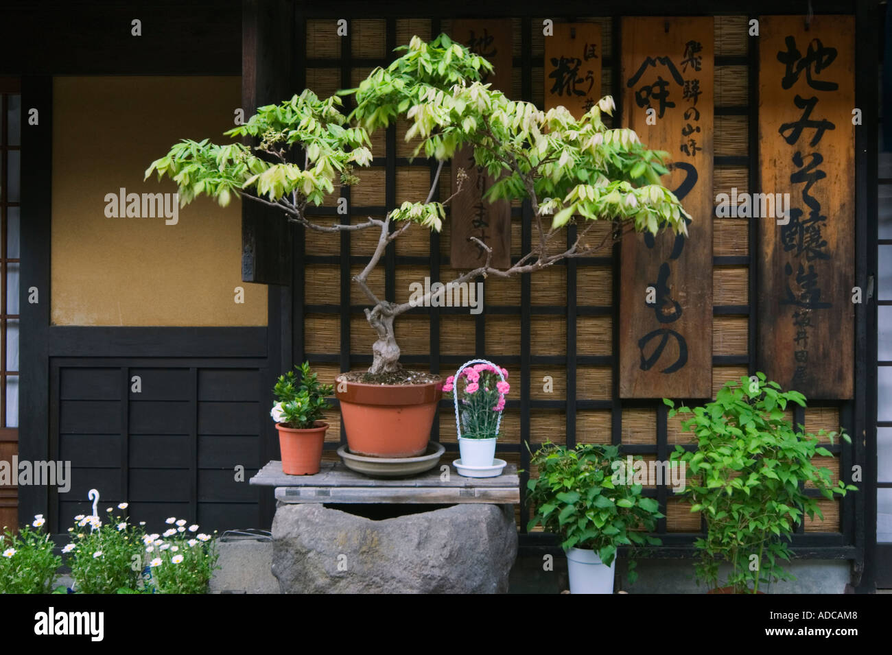 Bonsai plant sur l'affichage à une devanture de la vieille ville de Takayama Préfecture Gifu Japon Asie Banque D'Images