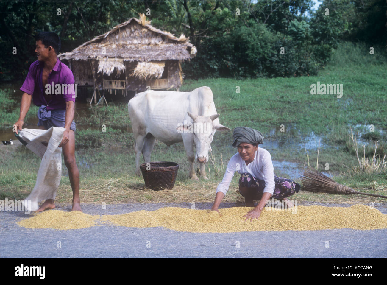 Scène rurale par une route en Basse Birmanie la récolte du riz de la famille vache avec Banque D'Images
