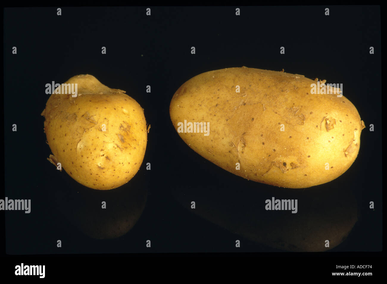 Deux pommes de terre Légumes Aliments Pomme Banque D'Images