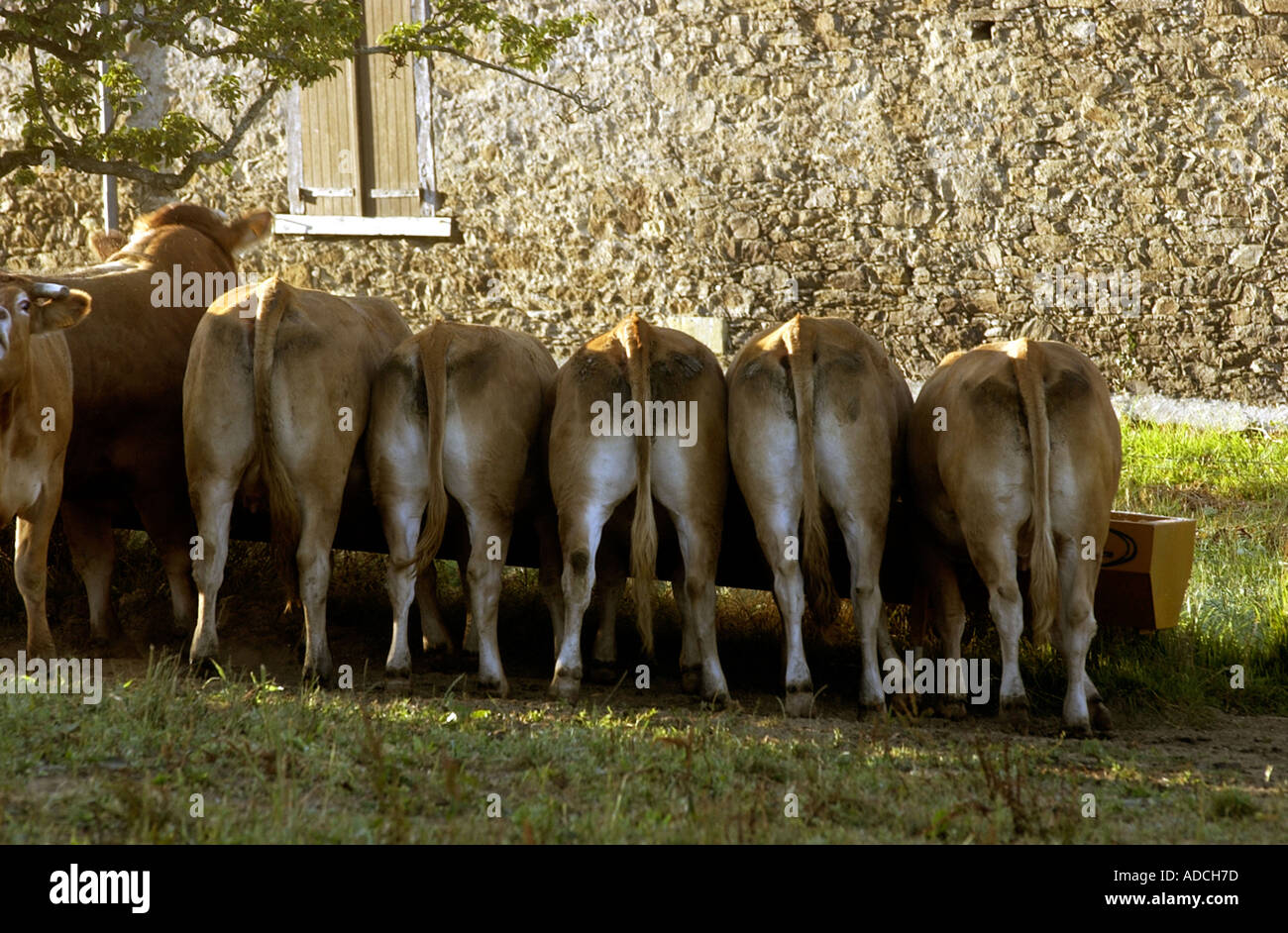 Vaches Limousin Banque D'Images