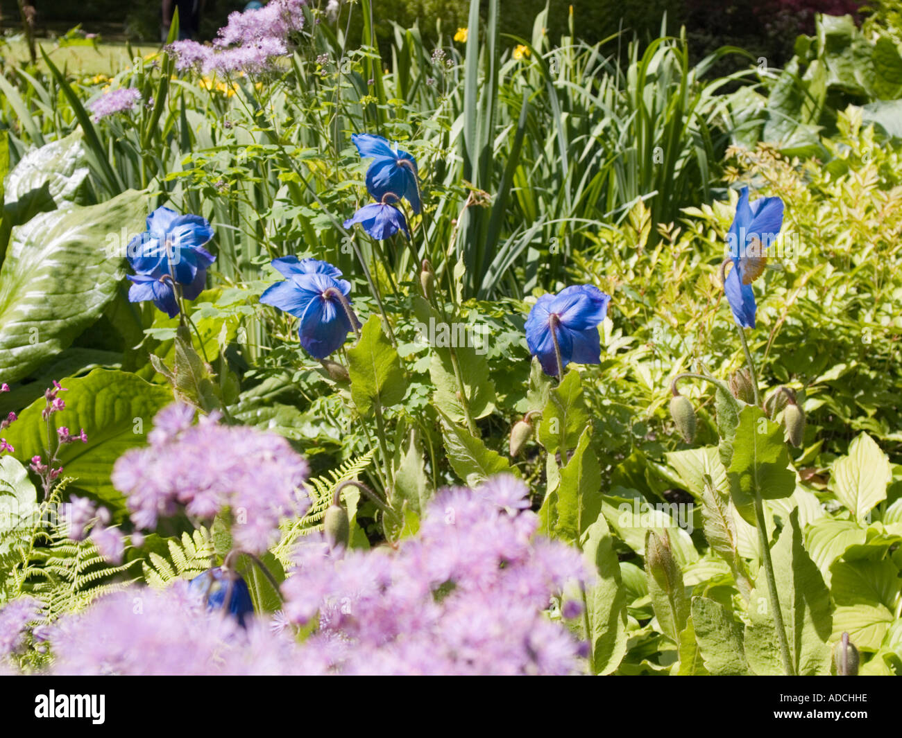 "Himalayan Poppy Meconopsis grandis' fleurs bleu en forme mixte avec bordure rose dans un jardin au début de l'été Banque D'Images