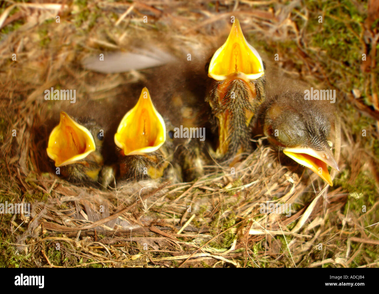 Les jeunes oiseaux dans un nid nid im Jungvögel Banque D'Images