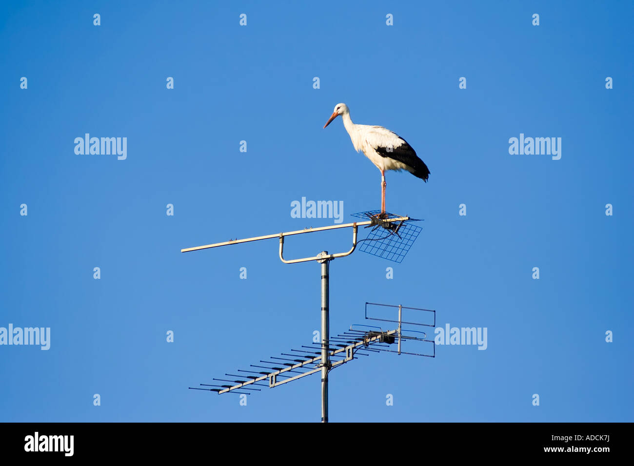 Cigogne blanche, l'emblématique oiseau alsacien, debout sur l'antenne TV, Alsace, France Banque D'Images