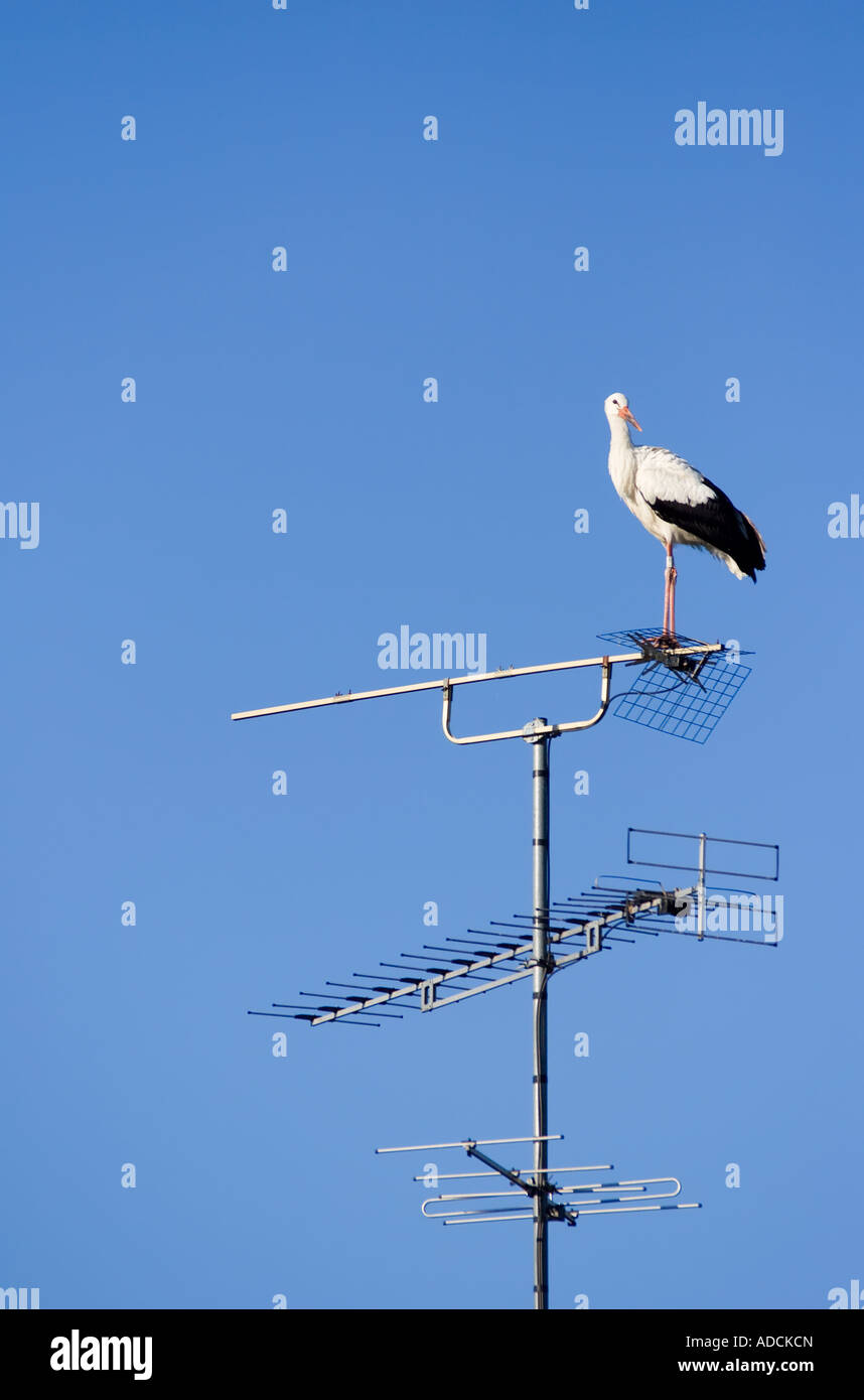 Cigogne blanche, l'emblématique oiseau alsacien, debout sur l'antenne TV, Alsace, France Banque D'Images