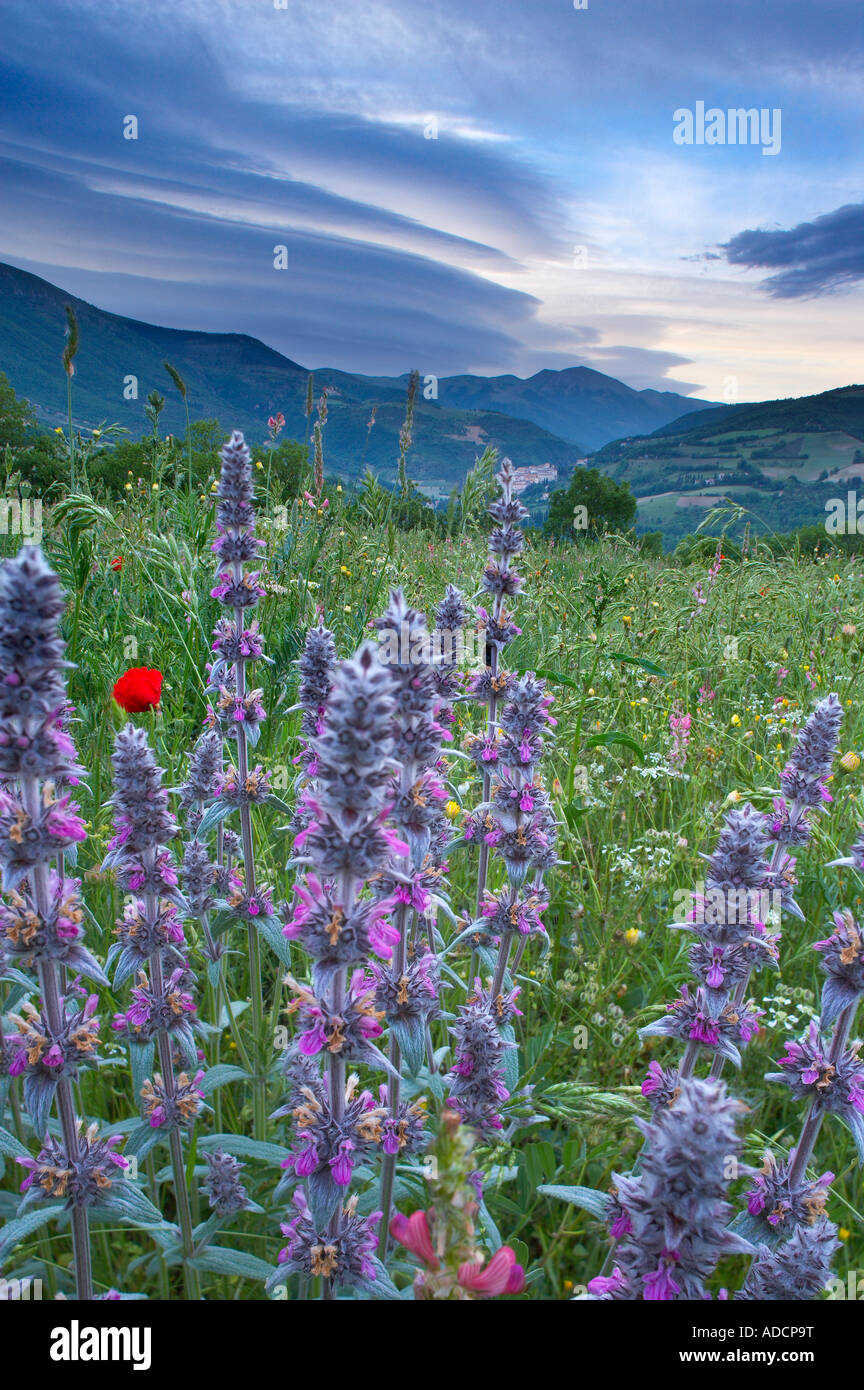 Fleurs sauvages poussant dans un champ avec Preci et les montagnes du parc national Monti Sibillini au-delà de l'Ombrie Italie NR Banque D'Images