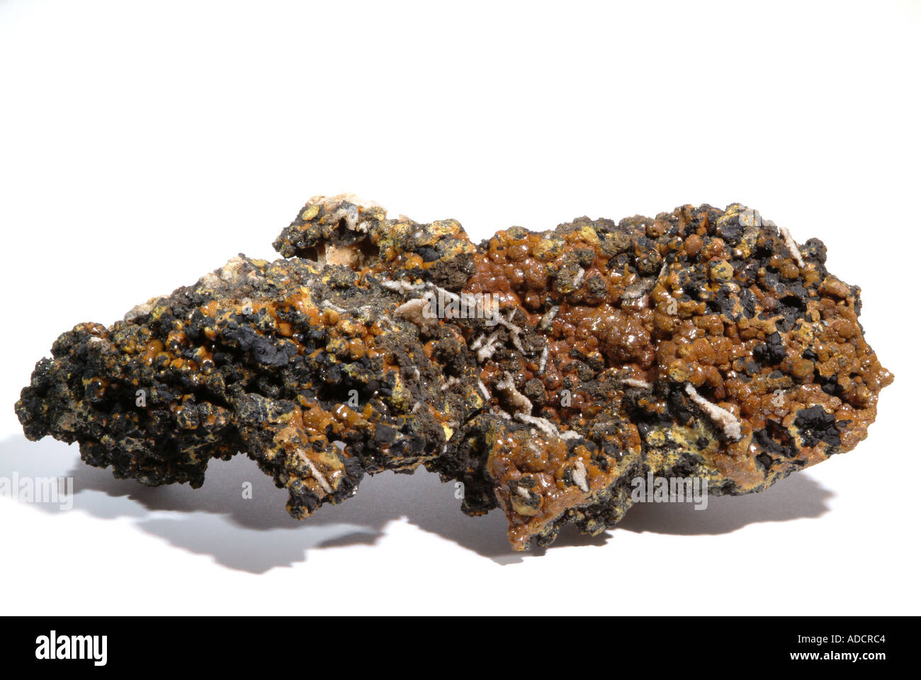 Minéral Mimetite, souvent à l'Campylite, masse Campylite avec quartz memranes partiellement enduit dans un oxyde de manganèse noir. Orange cristaux en forme de tonneau, sec et Gill mine, Caldbeck Fells, Cumbria, Angleterre Banque D'Images