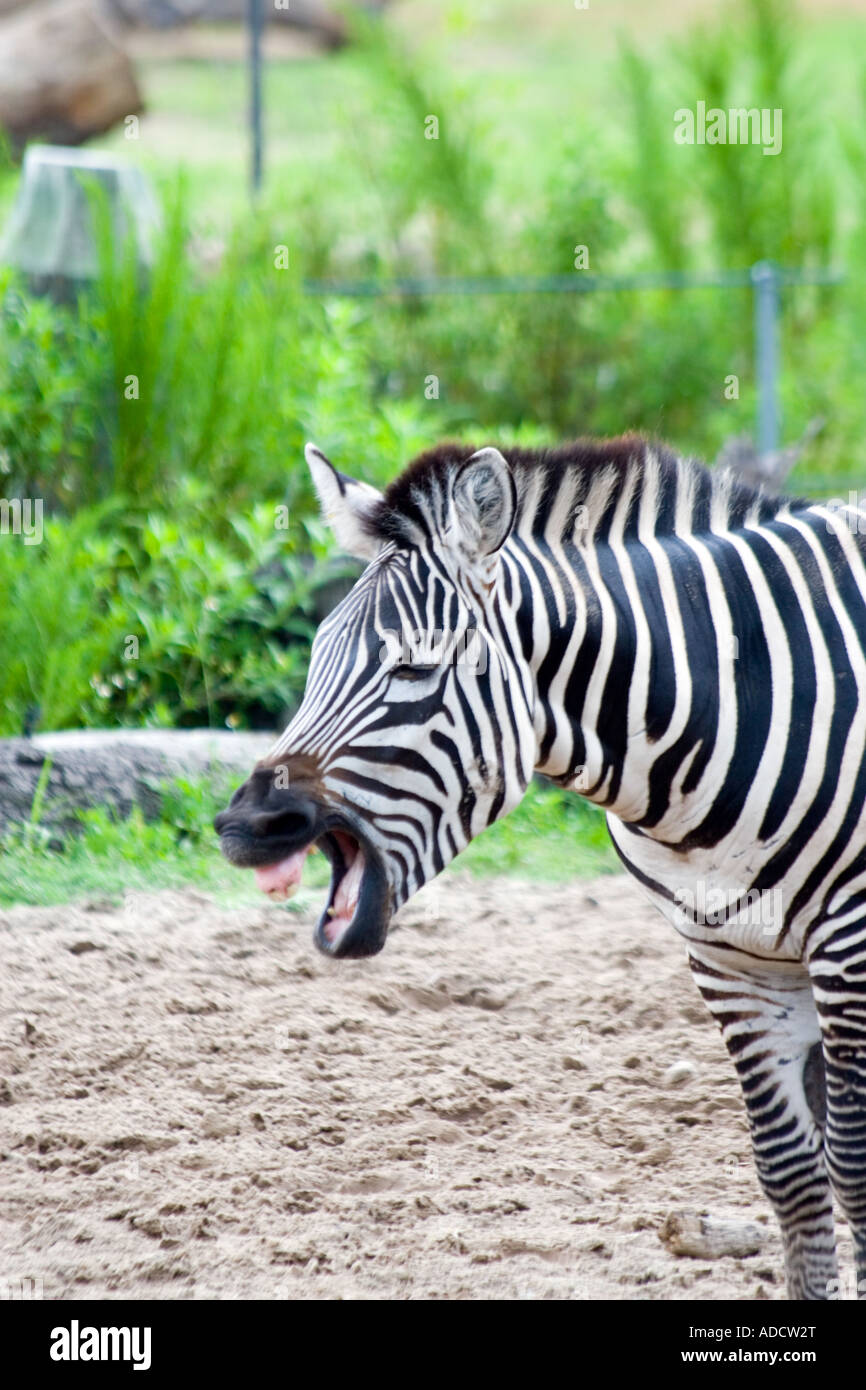 Zebra braire avec bouche ouverte Banque D'Images