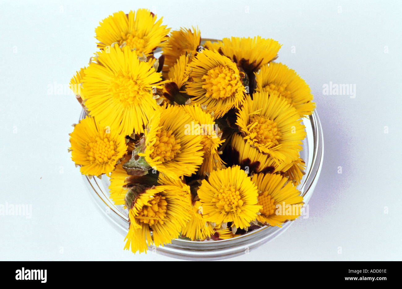 Tussilago farfara, communément appelé Coltsfoot Banque D'Images