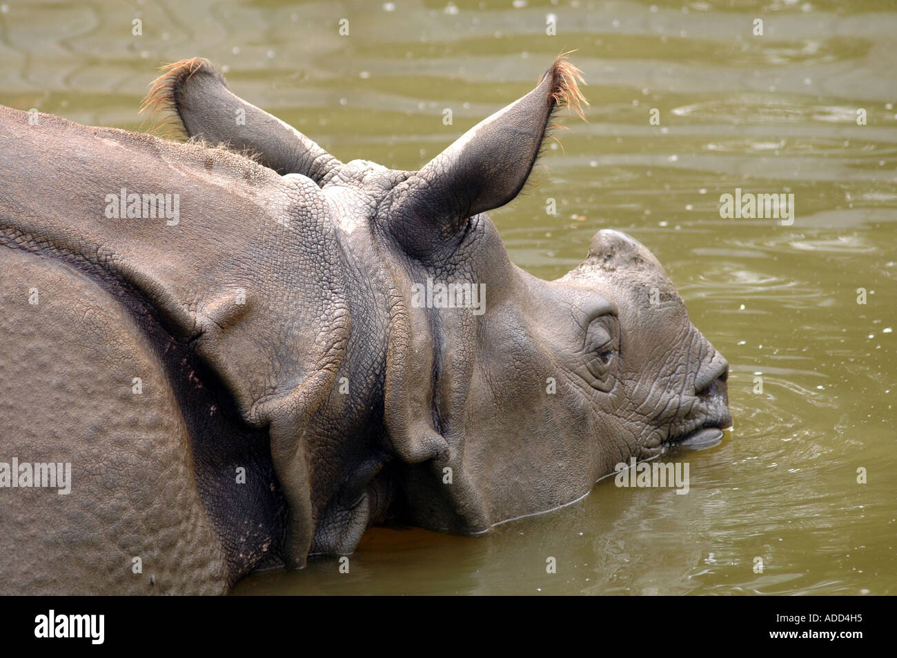 Plus de rhinocéros indien Rhinoceros unicornis Banque D'Images