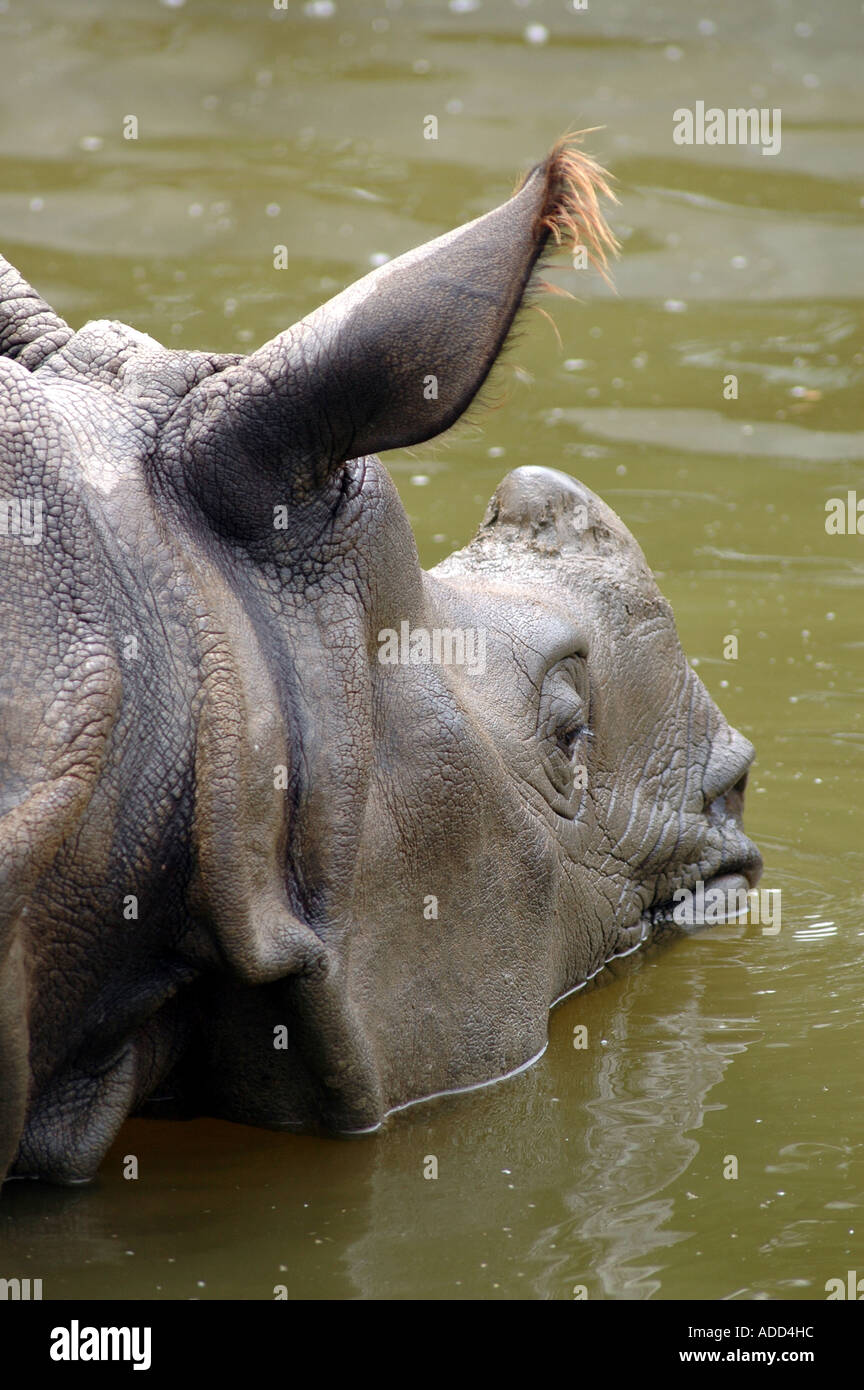 Plus de rhinocéros indien Rhinoceros unicornis Banque D'Images