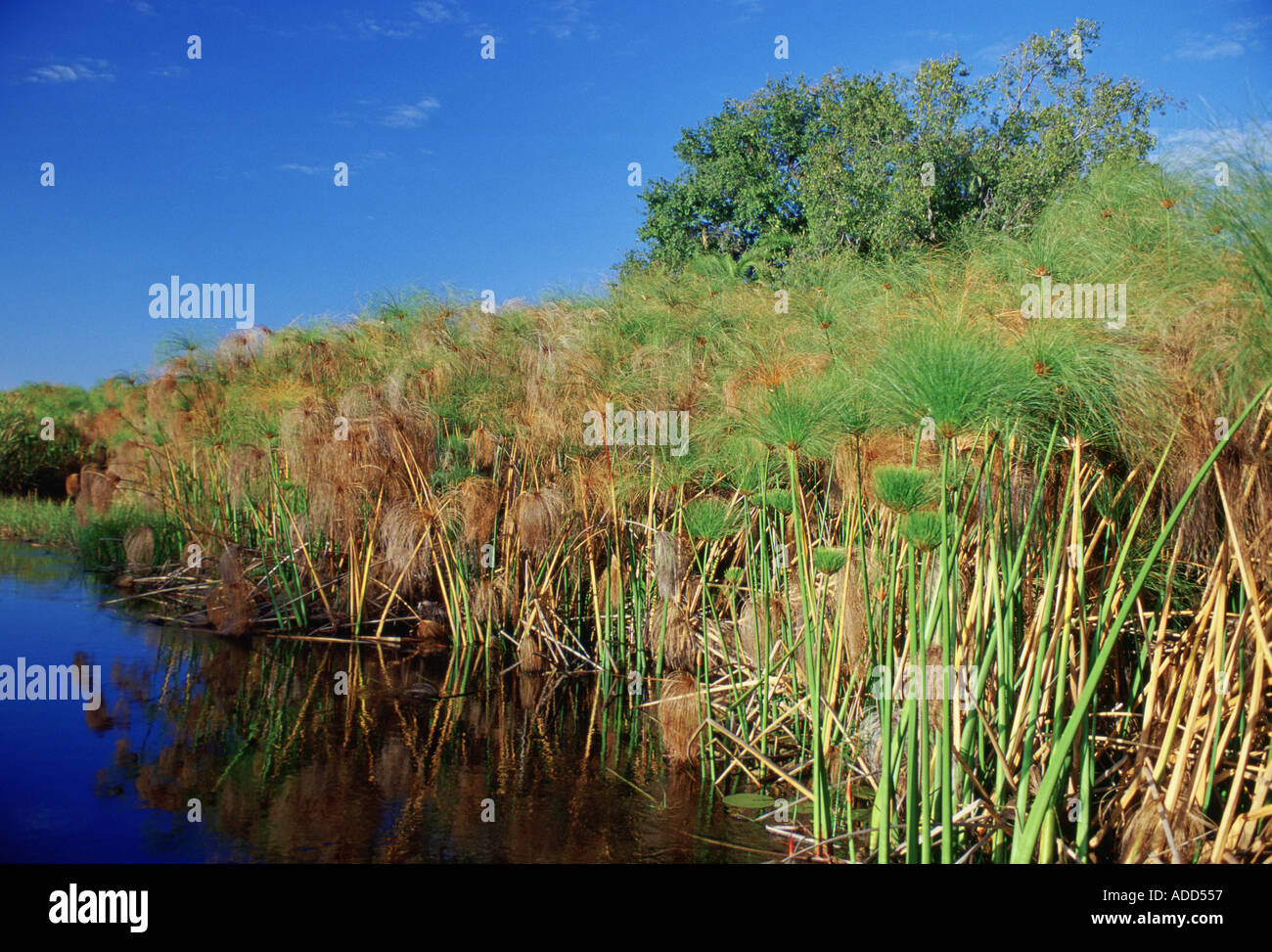 Papyrus et un canal d'eau Delta de l'Okavango au Botswana du Nord Sud Banque D'Images