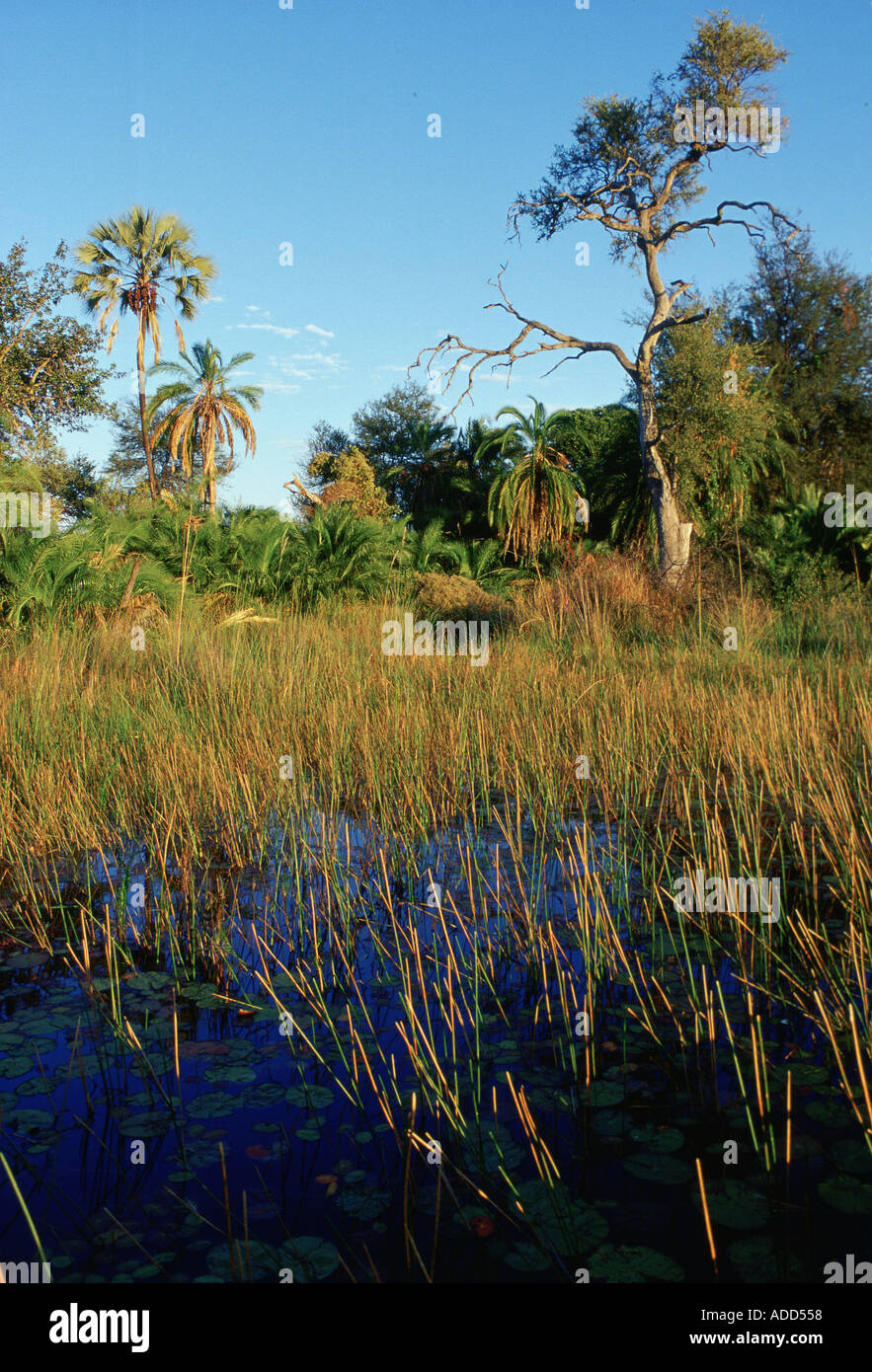 Delta de l'Okavango Botswana Afrique Banque D'Images
