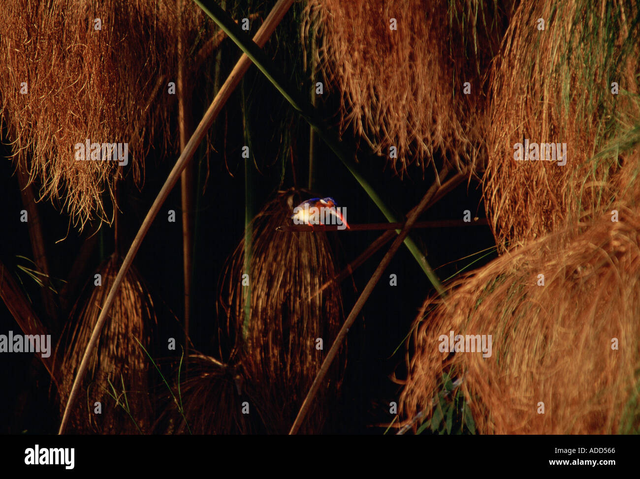 Martin-pêcheur huppé bird et de papyrus dans le Delta de l'Okavango Botswana Afrique Banque D'Images
