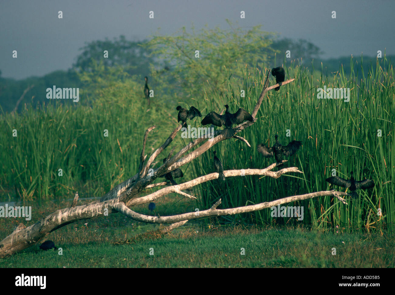 Les cormorans perchés sur d'agences à l'Bharatphur une réserve de chasse, réserve naturelle de Bharatpur s Maharajas Banque D'Images