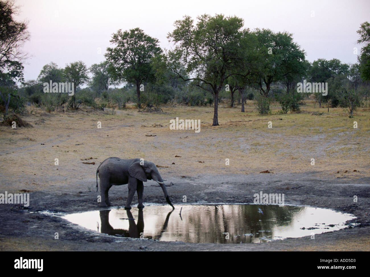 Les jeunes à consommer de l'éléphant d'un trou d'eau au crépuscule Afrique Botswana Banque D'Images