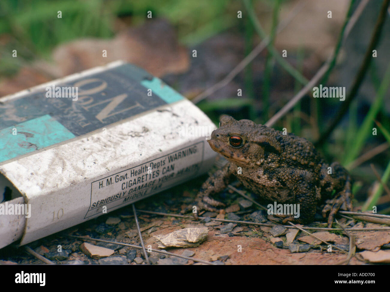 Toad suivant pour jeter les joueurs n 6 paquet de cigarettes vides Angleterre Royaume-Uni Banque D'Images