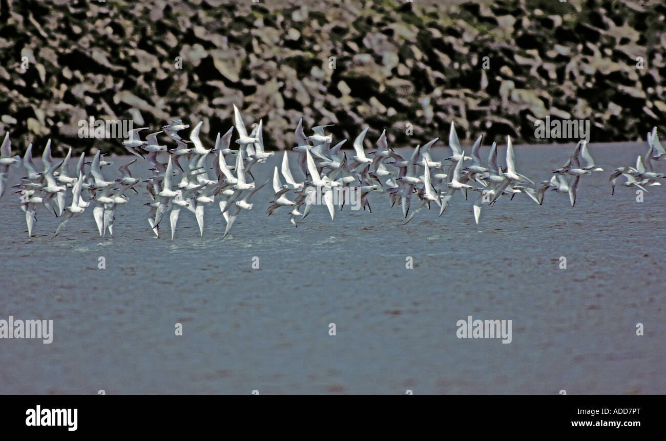 Troupeau de la mouette de Bonaparte survoler les eaux peu profondes de la mer de Salton, un lac salé trouvée dans le sud de la Californie. Banque D'Images