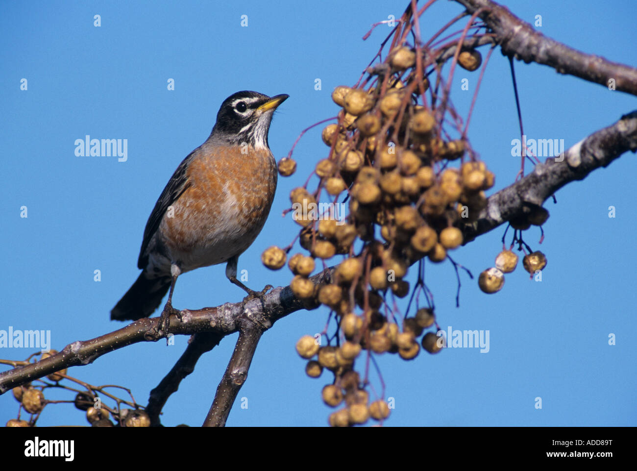 Merle d'Amérique Turdus migratorius homme mangeant berry de Chinaberry Tree Lake Corpus Christi Texas USA Mars 2003 Banque D'Images