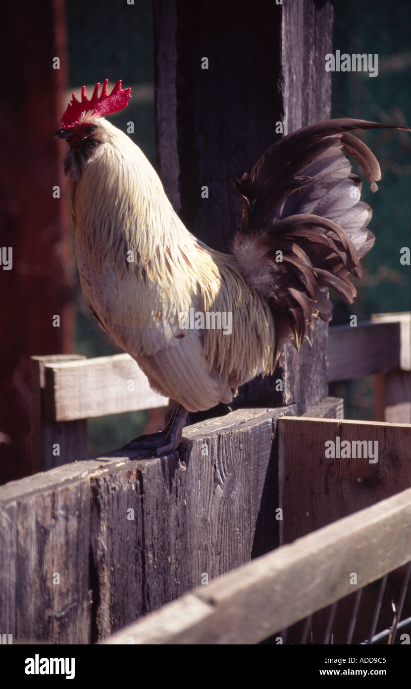 Grande ferme liste perché sur freerange clôture Banque D'Images